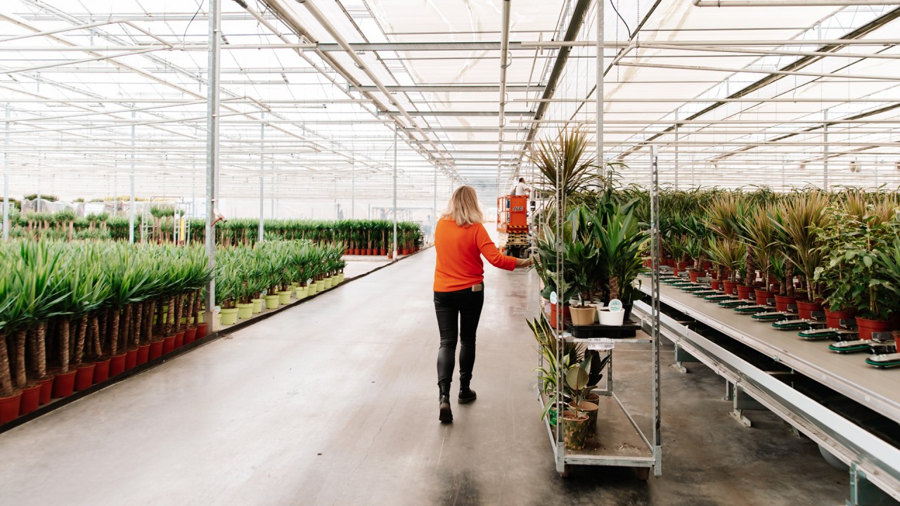 Een optimale planning voor Forever Plants