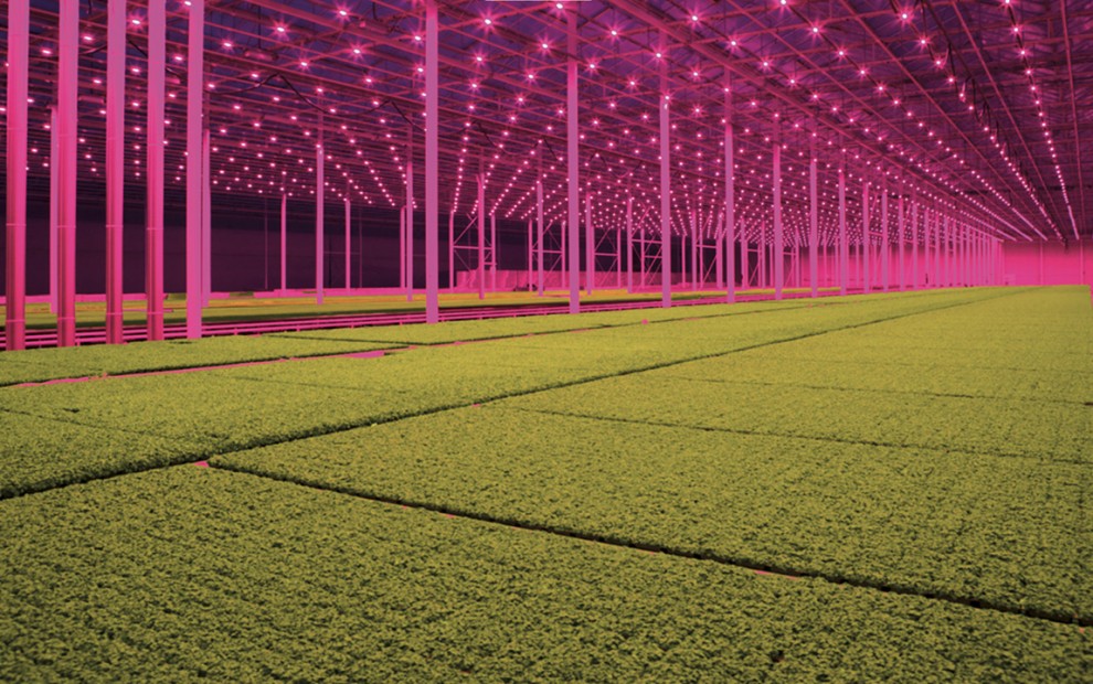 Demand forecasting voor Koppert Cress